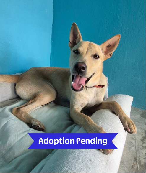 Taylor street dog adoption