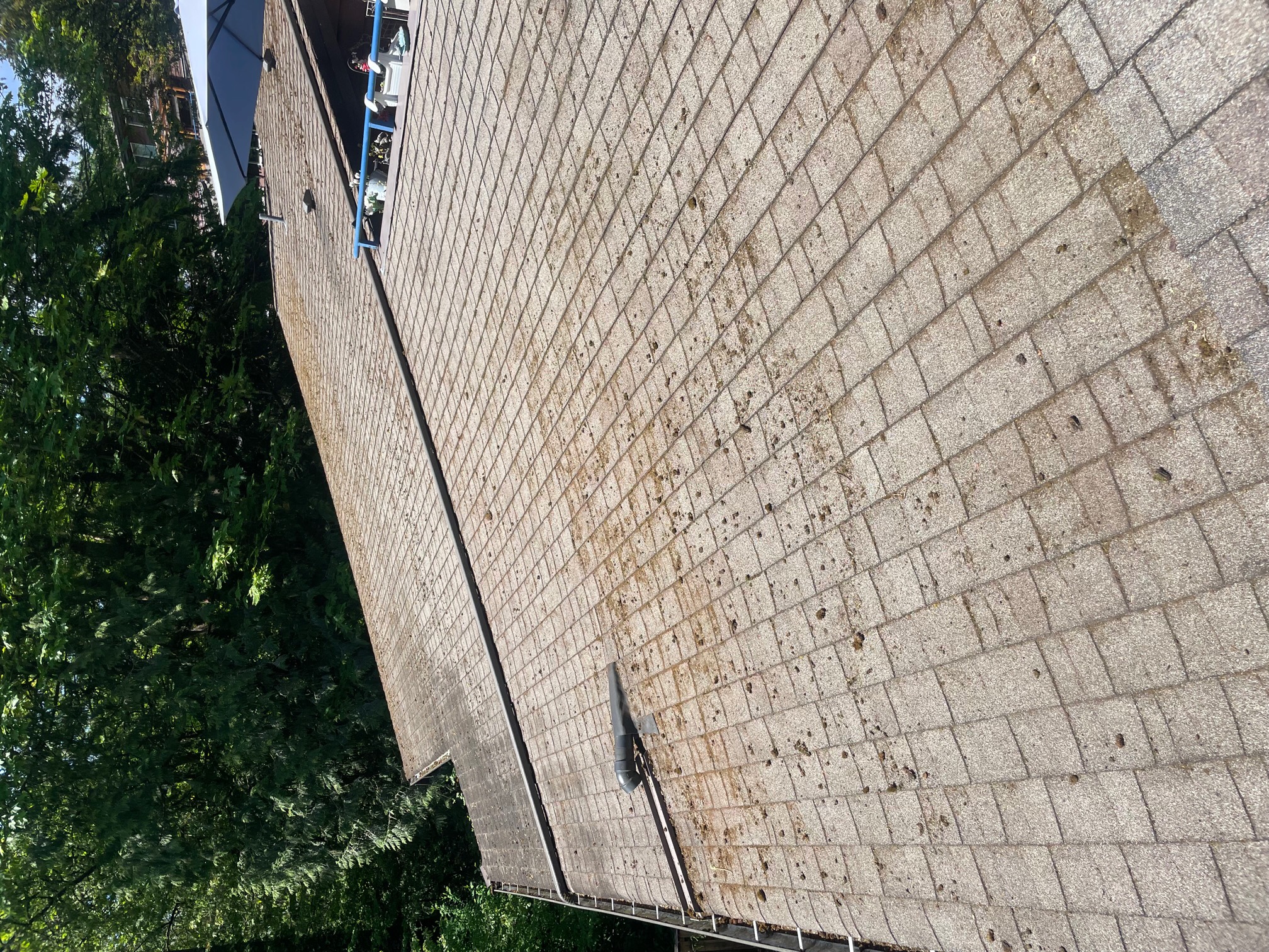 A sloped roof covered with gray roof shingles, showing some moss and dirt accumulation. Surrounding trees cast dappled shadows on the roof surface, and a portion of the house is visible in the background, enhancing the setting.