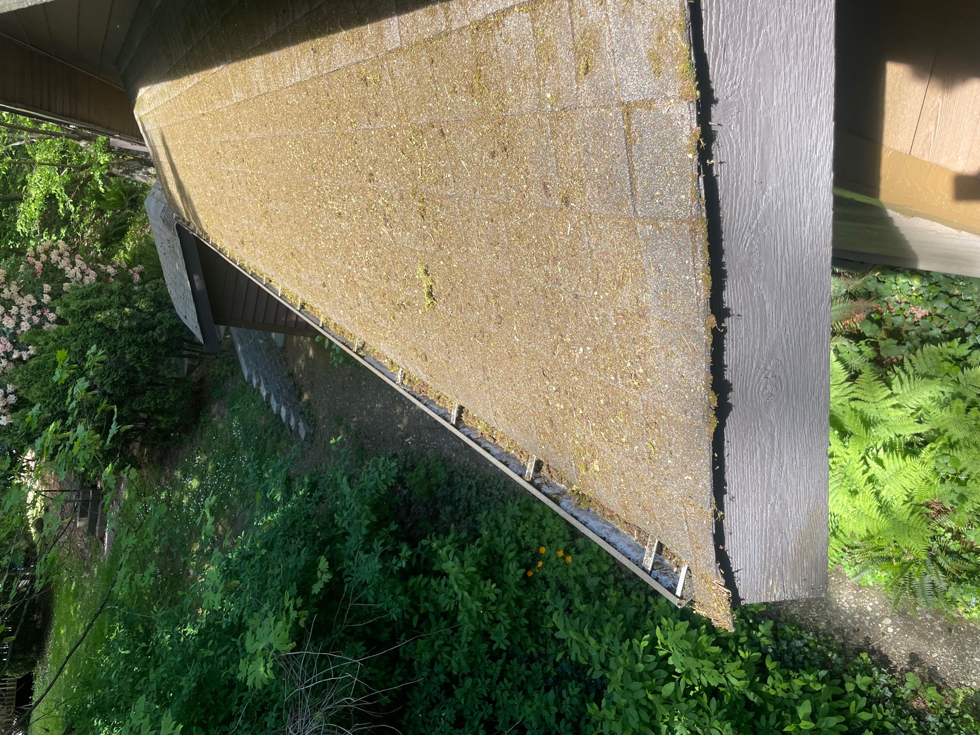 A close-up view of a roof edge covered with moss and debris, situated above a green area with various plants. This image highlights the need for roof repair in Pitt Meadows with mold issues.