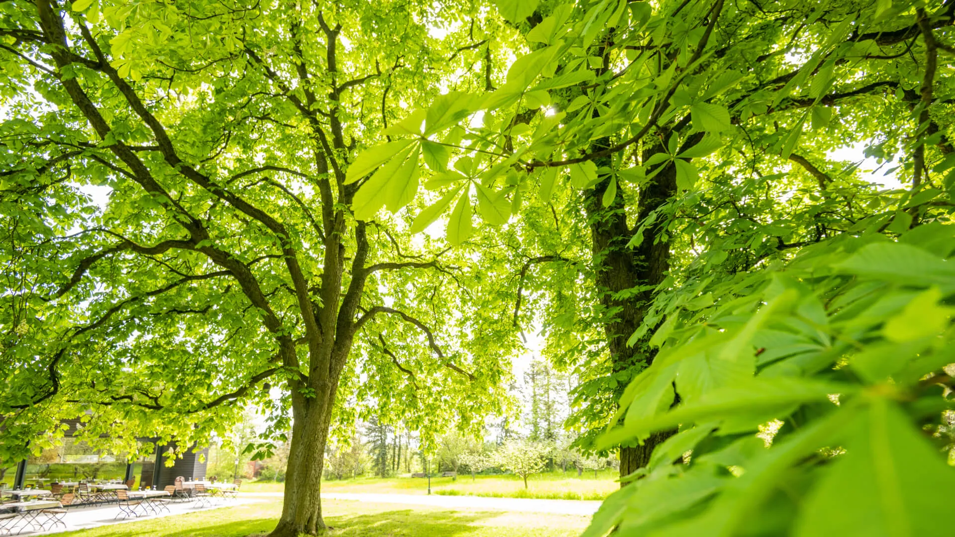 Üppiger grüner Baum in einem sonnigen Park mit Sitzgelegenheiten
