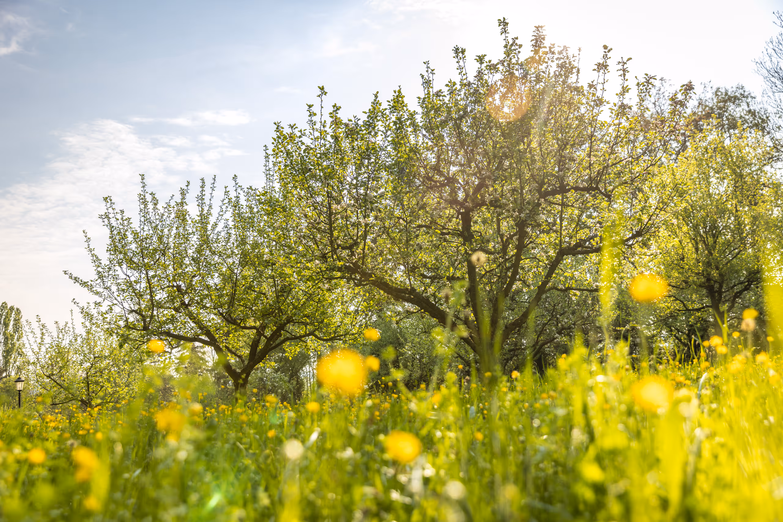 Sunlit spring orchard with blooming trees and yellow wildflowers