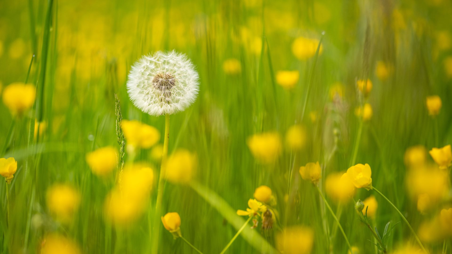 Löwenzahn-Pusteblume zwischen gelben Butterblumen im saftigen grünen Gras