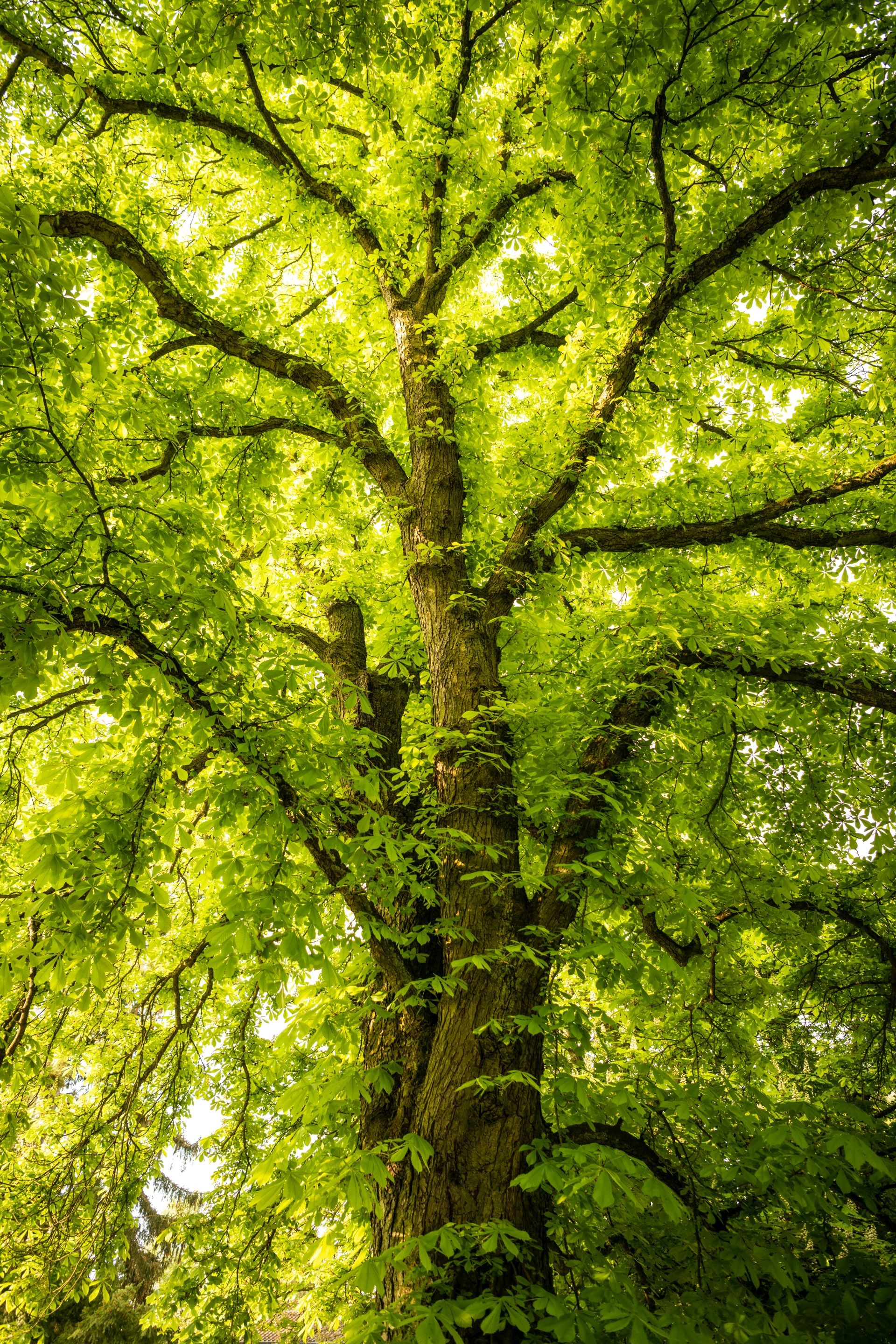 Vibrant green tree with sprawling branches viewed from below