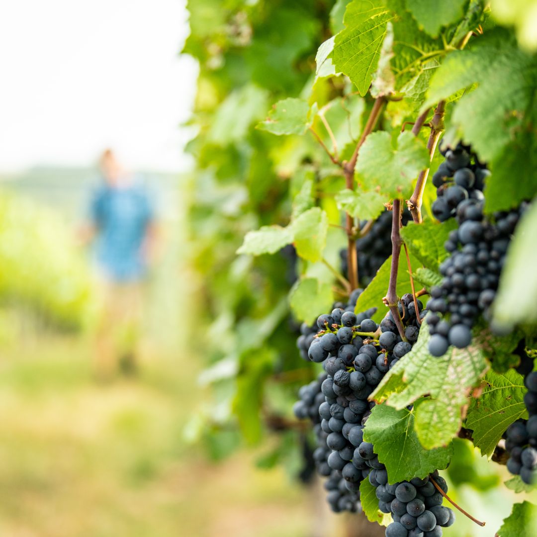 Reife blaue Trauben hängen an Weinreben mit grünen Blättern im Weinberg