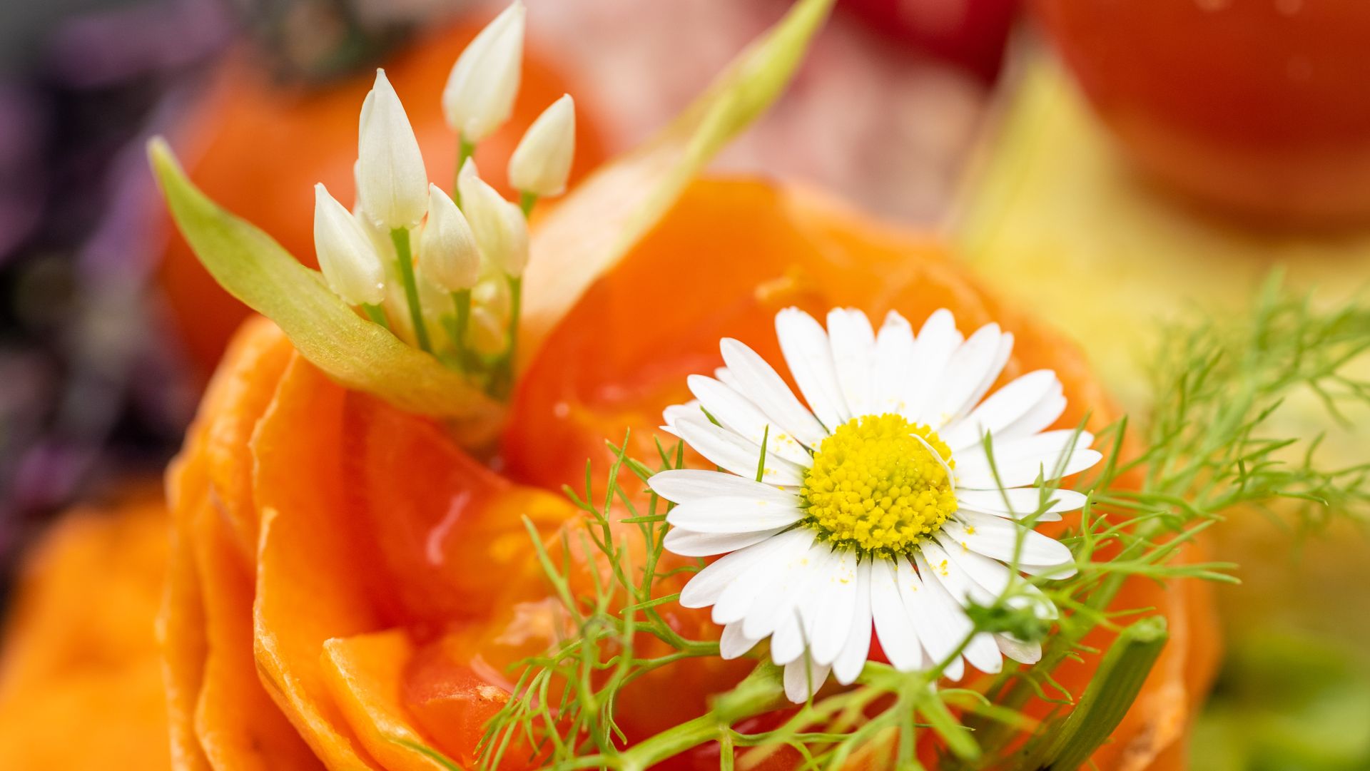 Gänseblümchen auf geschnittener Orange mit grünen Blättern und Knospen