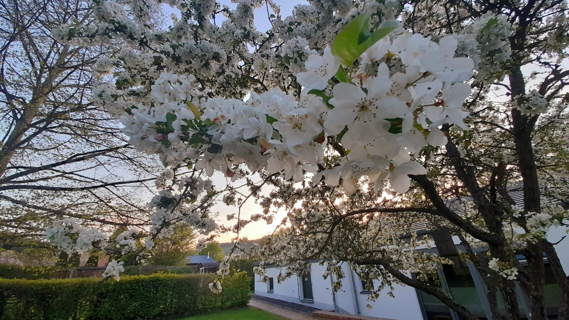 Blühender Kirschbaum bei Sonnenuntergang vor einem weißen Haus
