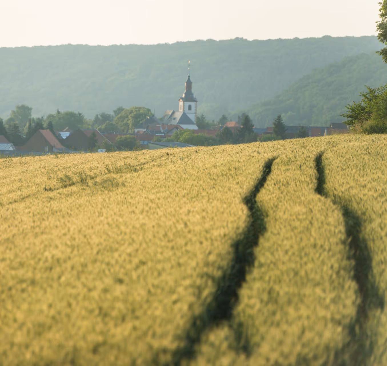 Weizenfeld mit Traktorspuren und Dorfkirche im Hintergrund