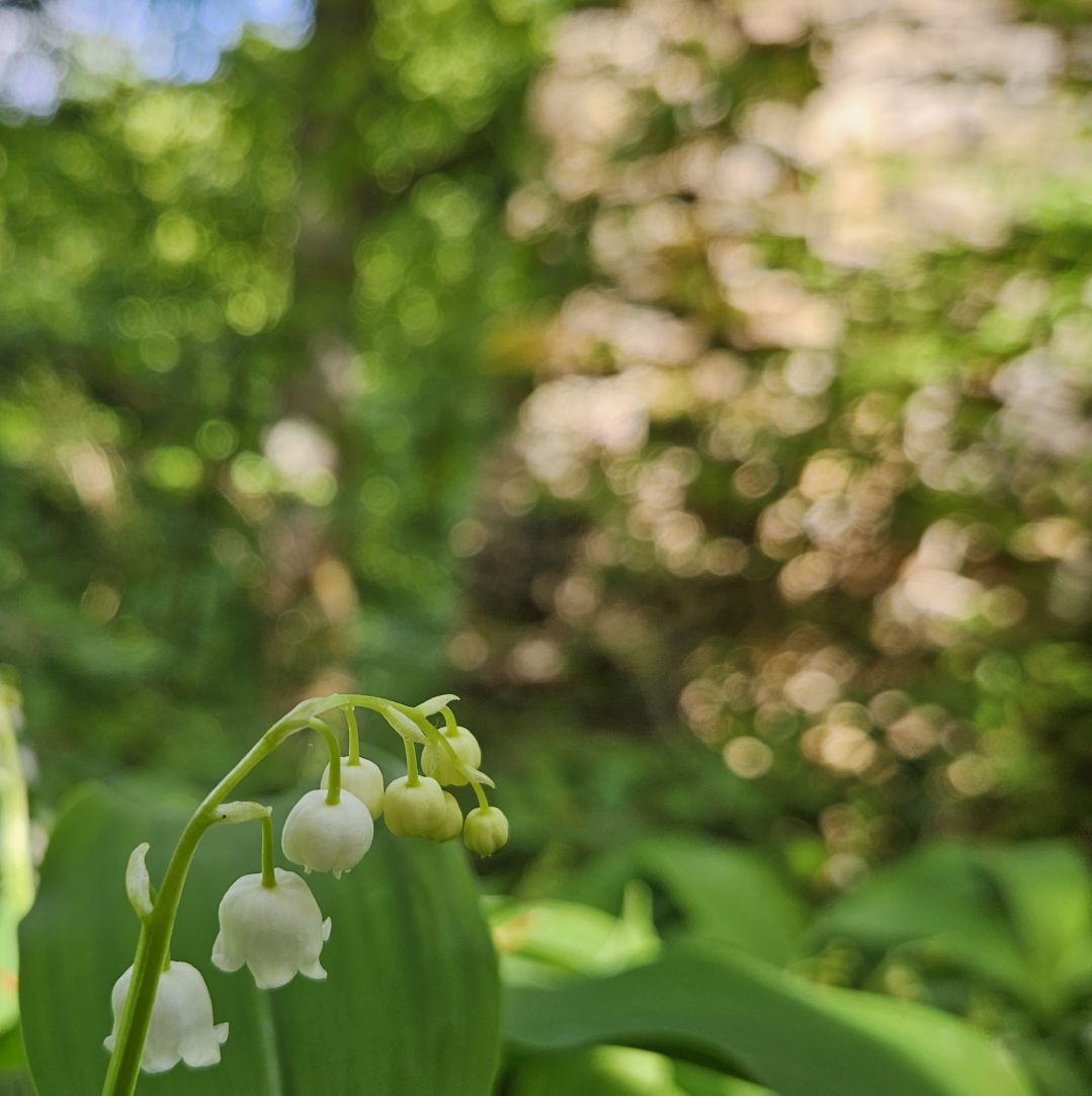 Delicate white lily of the valley flowers hanging in soft sunlight