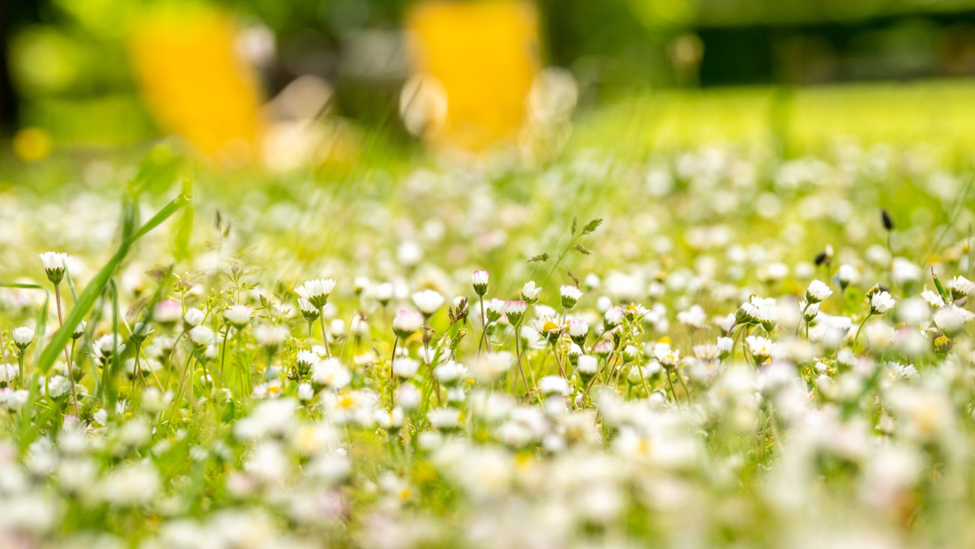 Rasenfeld voller weißer Gänseblümchen an einem sonnigen Frühlingstag