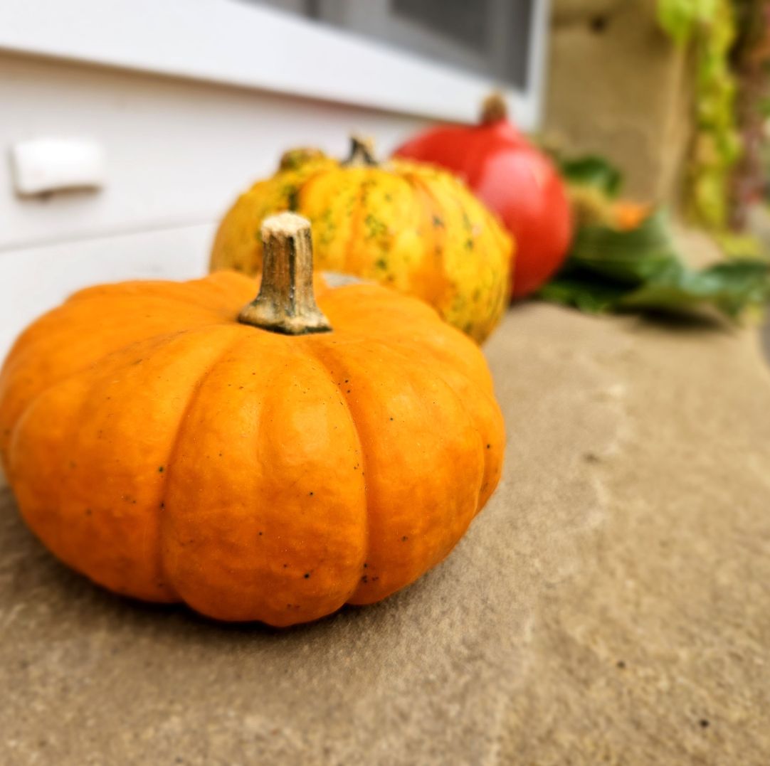 Herbstliche Kürbisse in verschiedenen Farben auf einer rustikalen Oberfläche