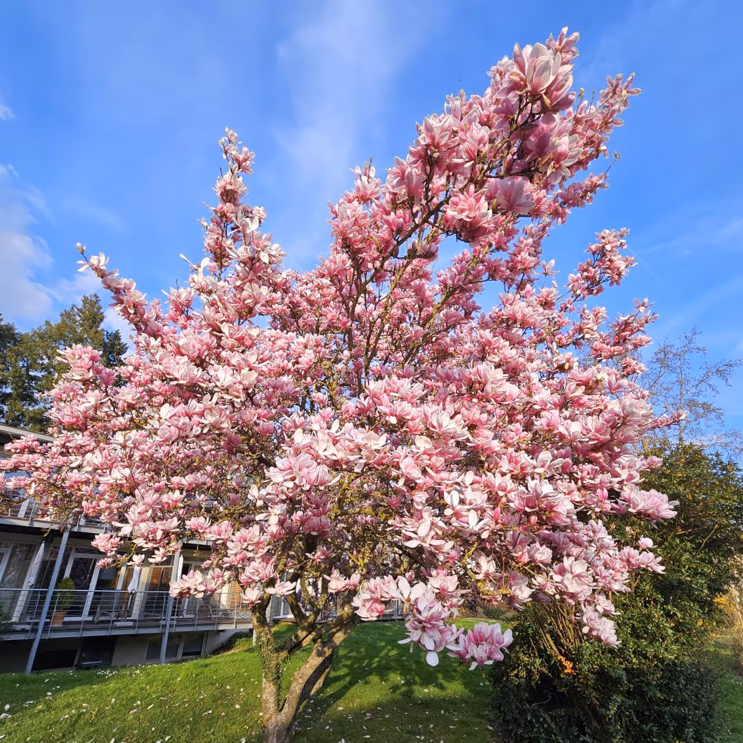 Magnolienbaum in voller Blüte vor blauem Himmel und modernem Gebäude