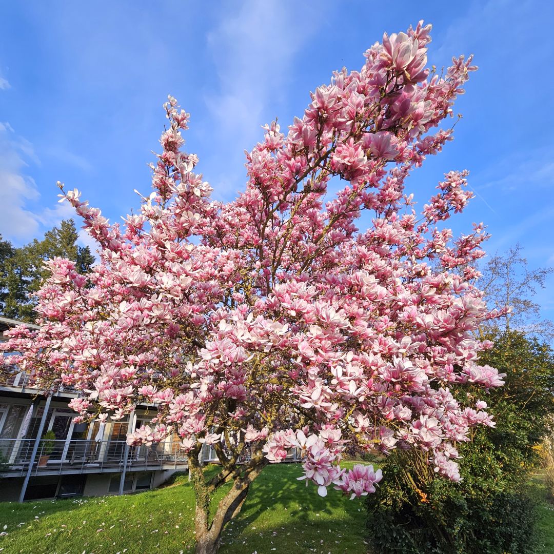 Magnolienbaum in voller Blüte vor blauem Himmel und modernem Gebäude