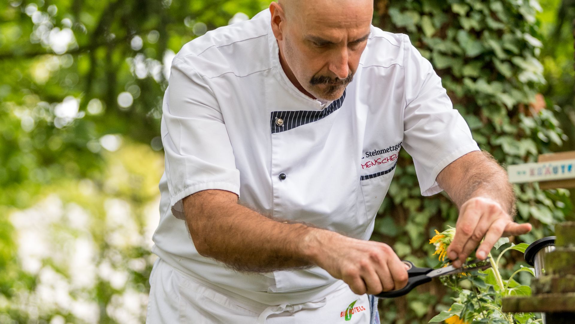 Chef in white uniform carefully cutting herbs in an outdoor garden