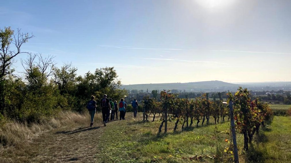 Hikers walking along vineyard path with scenic countryside in background