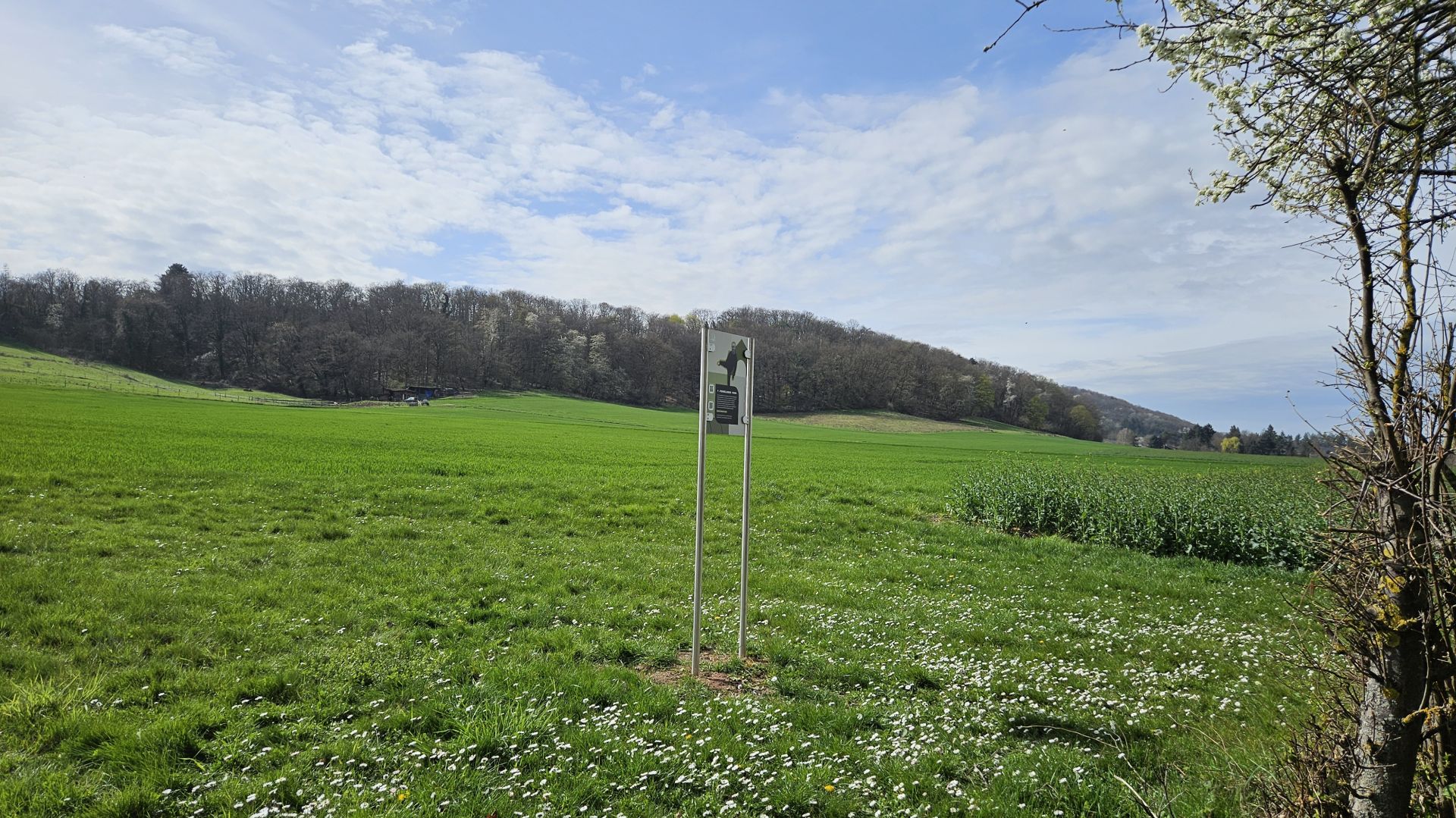 Green field with white flowers, metal post, and forested hills under cloudy sky