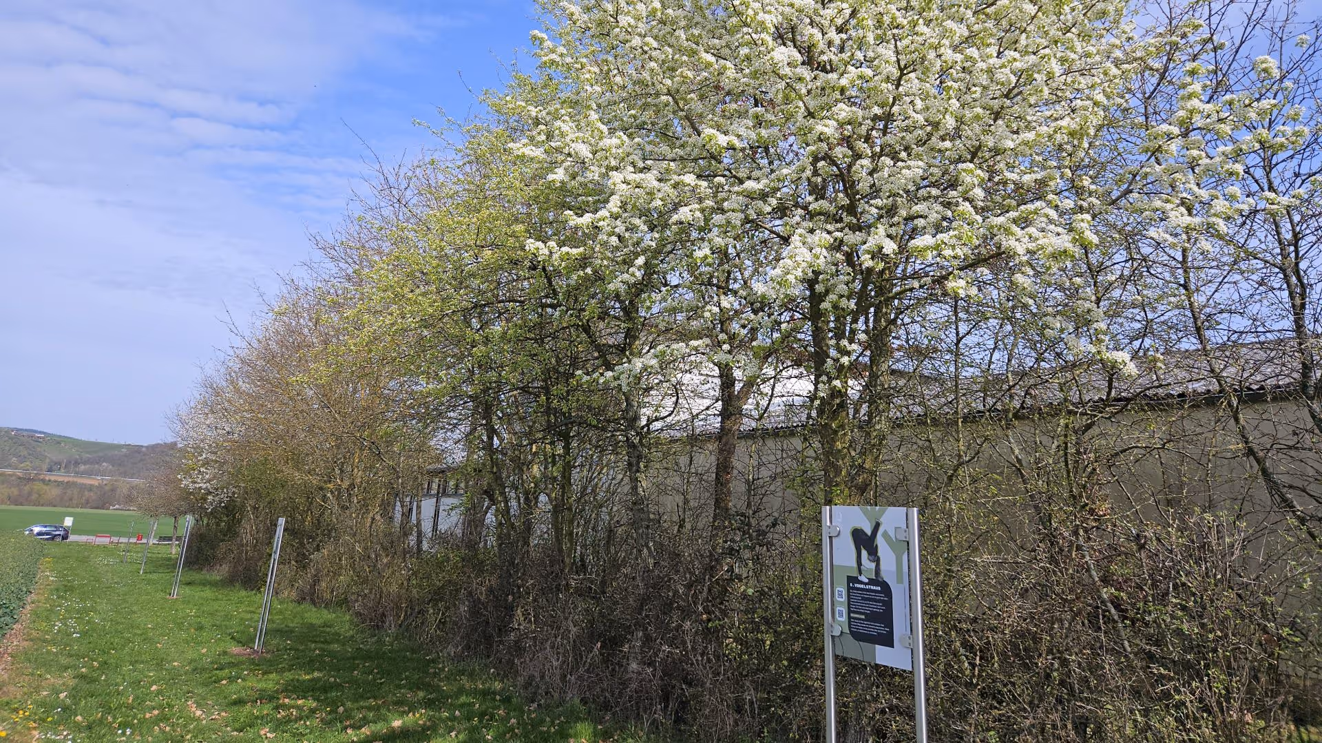 Blossoming white tree near green field with information sign on sunny day