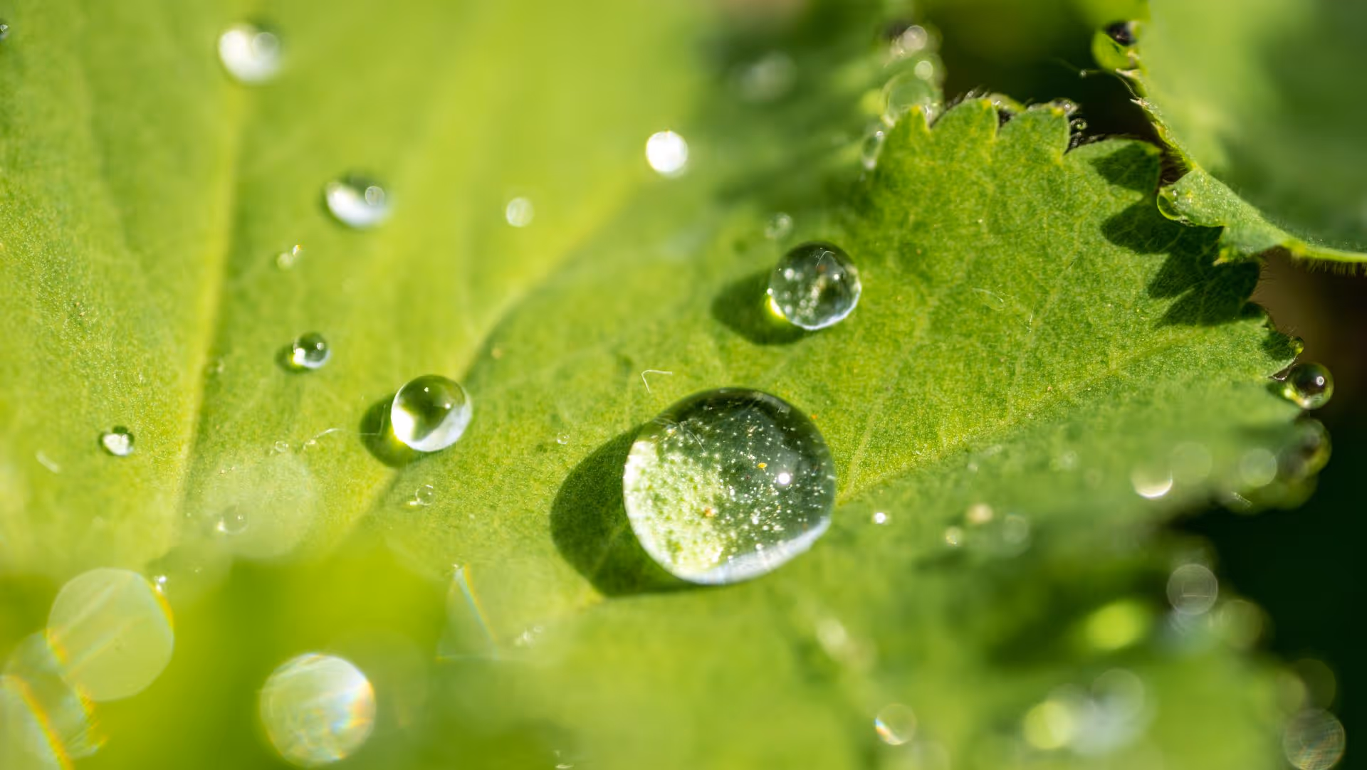 Wassertropfen auf einem grünen Blatt in Nahaufnahme mit weichen Reflexionen