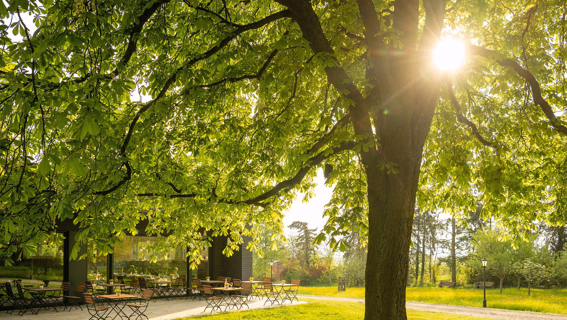 Sunlight filtering through lush green tree branches over outdoor cafe seating