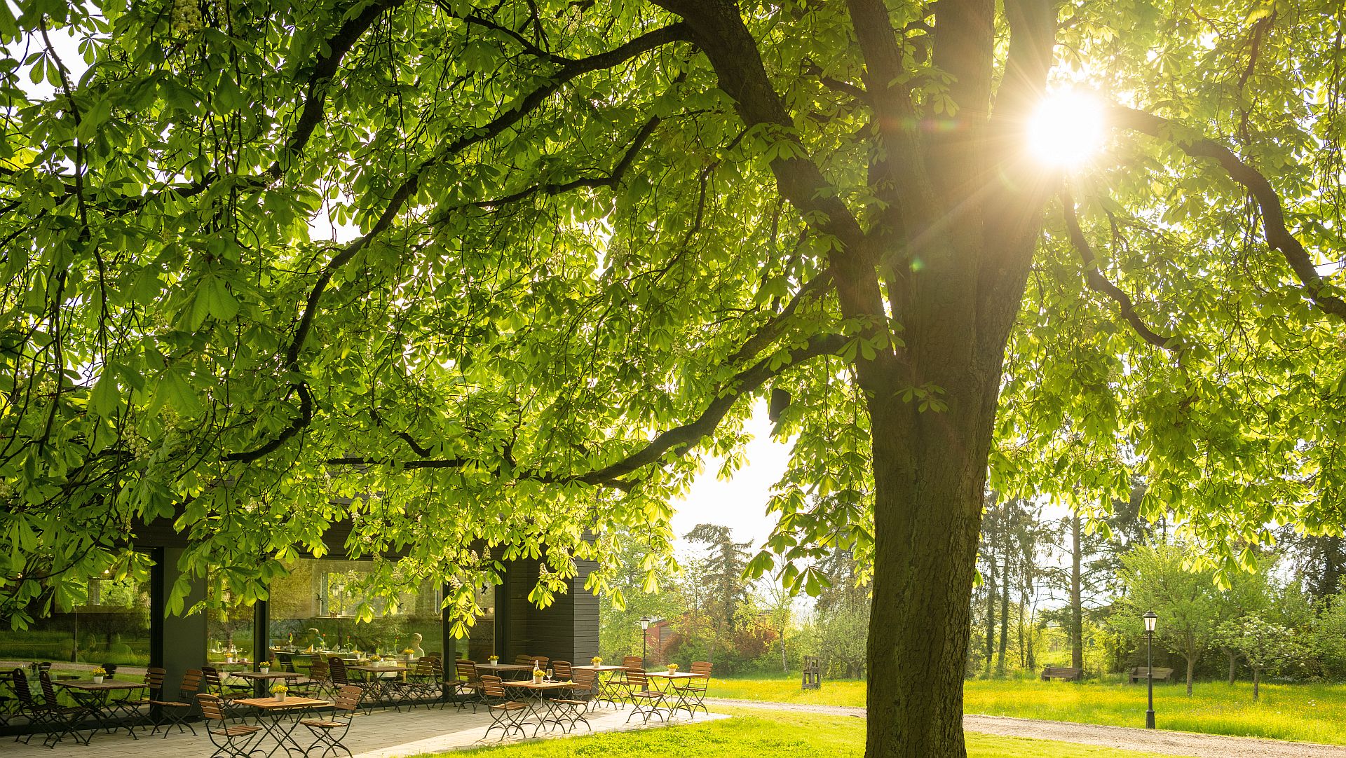 Sonnendurchflutete Terrasse unter einem großen, grünen Baum im Park