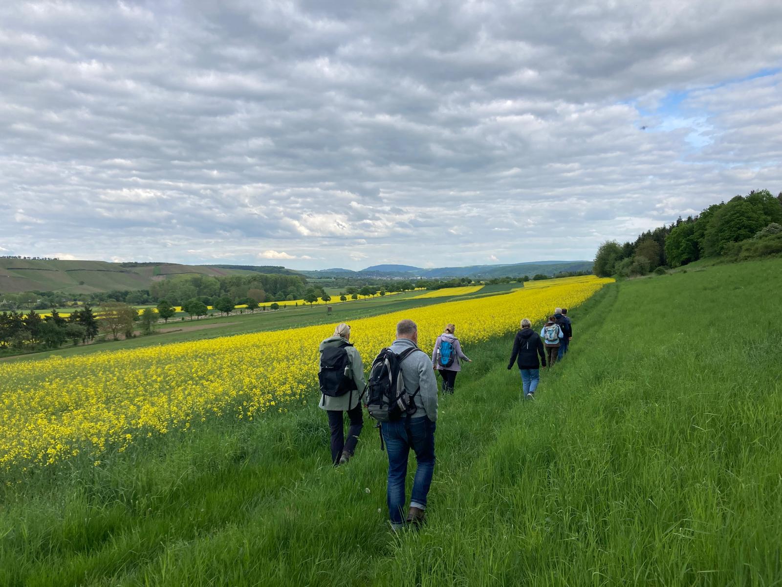 Hikers walking along green path next to bright yellow rapeseed field