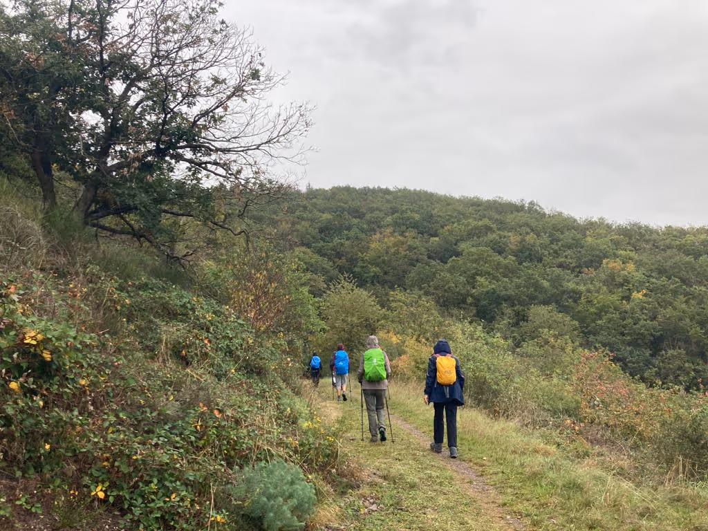 Wanderer mit bunten Rucksäcken auf einem Waldweg im Herbst