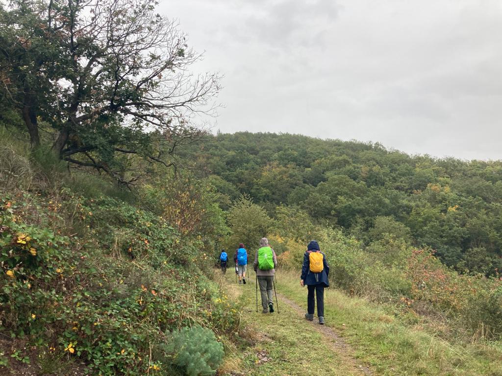 Hikers with colorful backpacks walking on forest trail in autumn