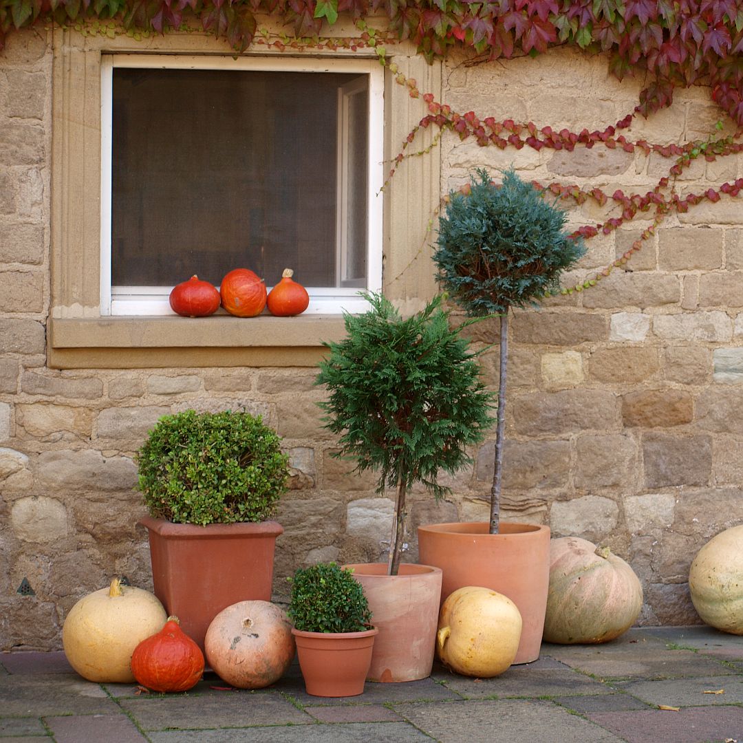 Autumn scene with pumpkins, potted plants, and ivy-covered stone wall
