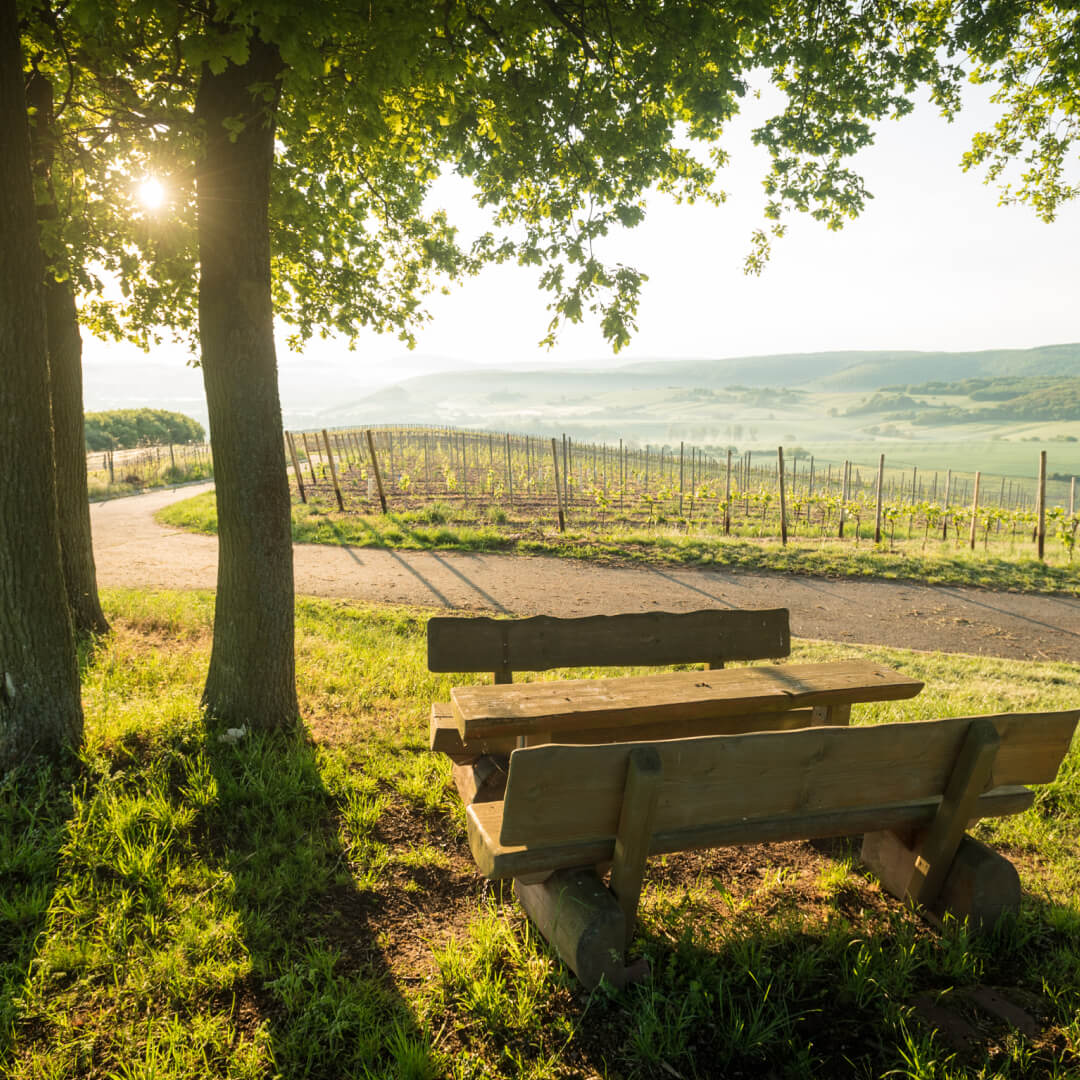 Wooden bench near vineyard with sunlight filtering through trees at sunrise