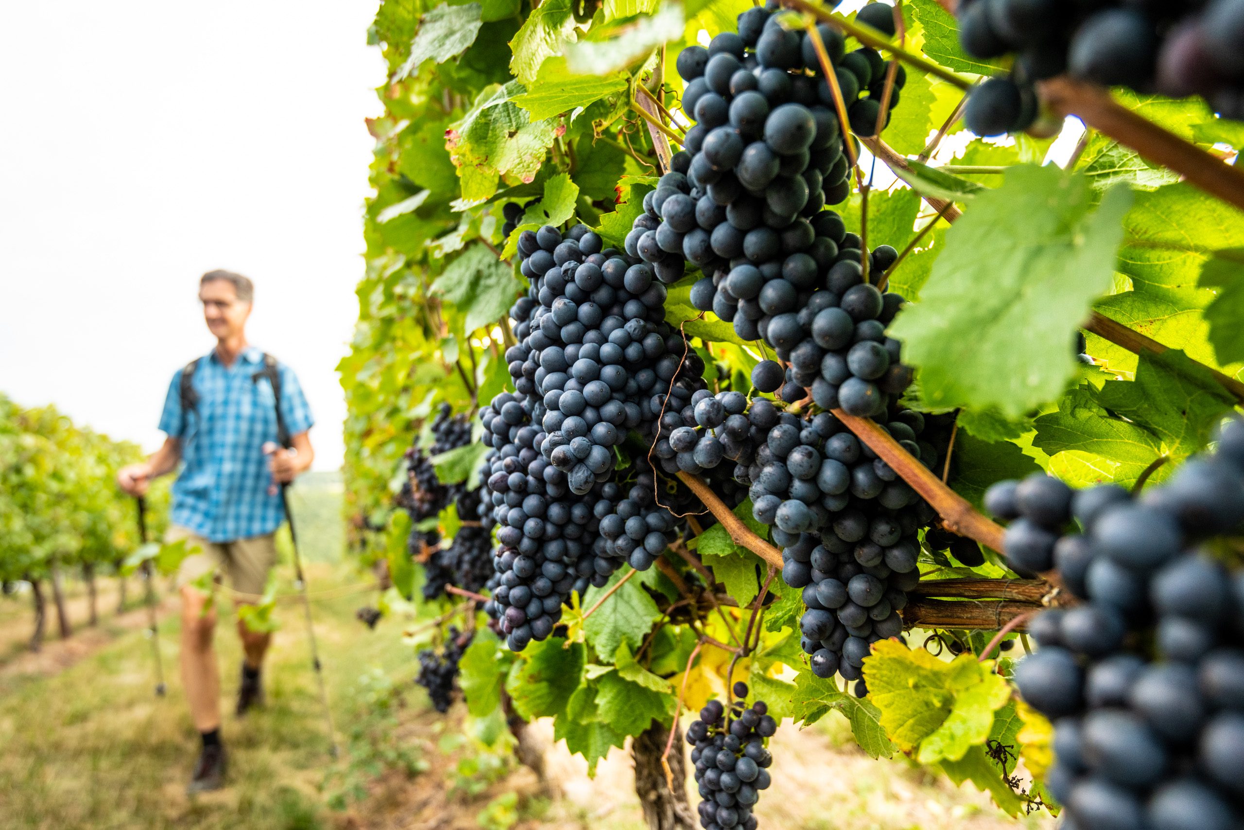 Ripe purple grape clusters hanging on vine with vineyard worker in background