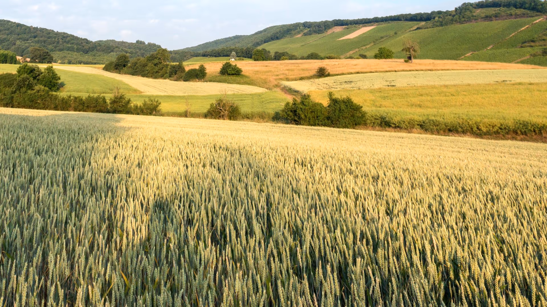 Wellenförmige Weizenfelder mit grünen Hügeln im Hintergrund