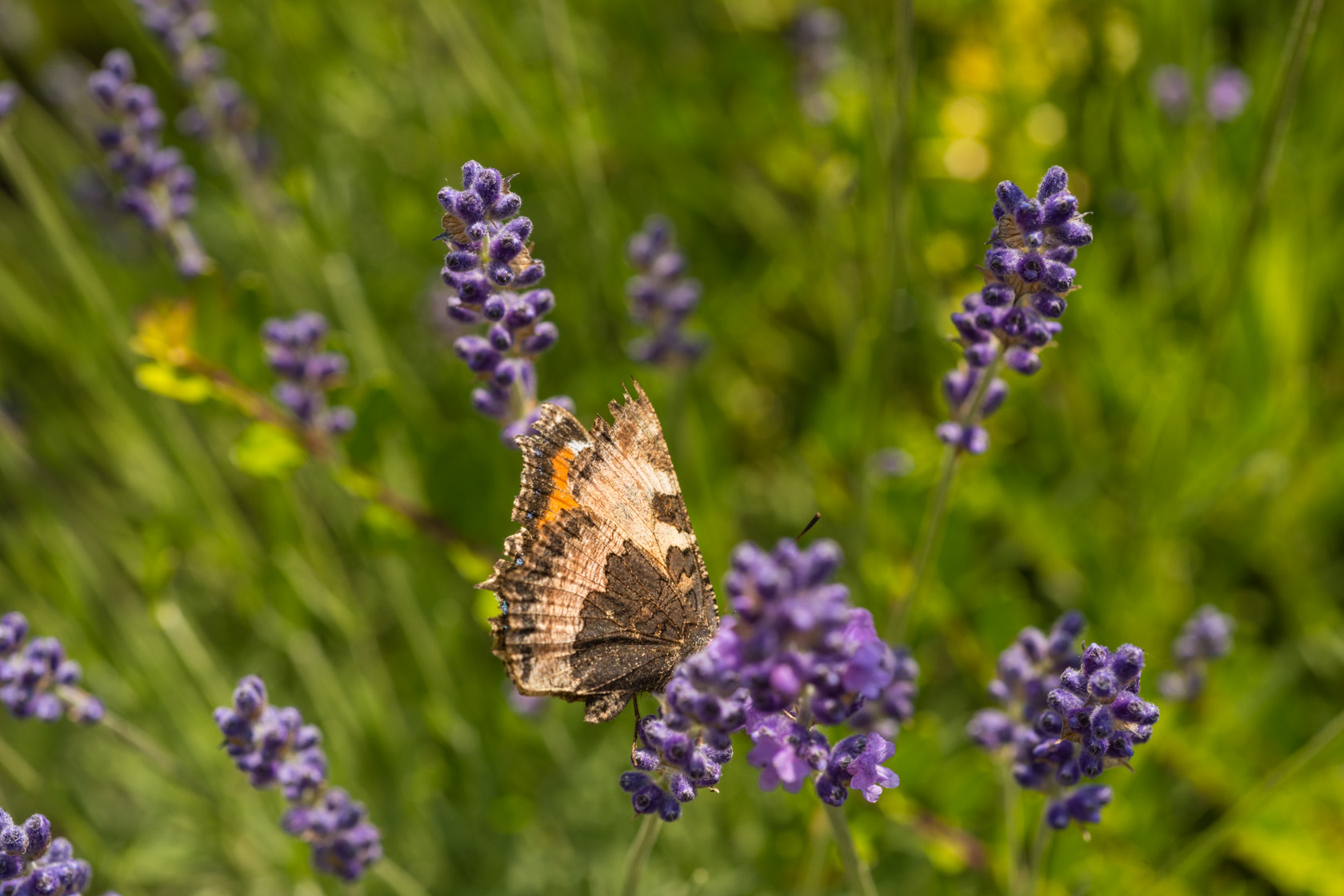 Schmetterling im Menschels Park