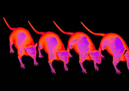 Research with AI: Animal Detection Using Machine Learning
