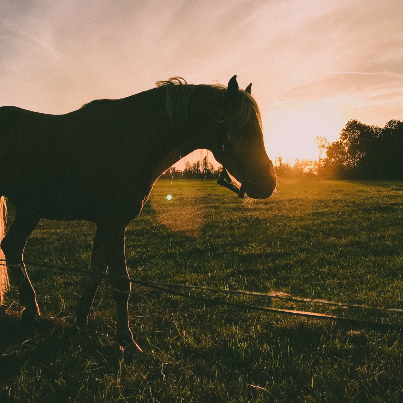 Rediscovering Myself Through Grief and Horseback Riding
