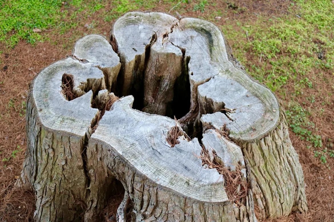 decaying tree stump