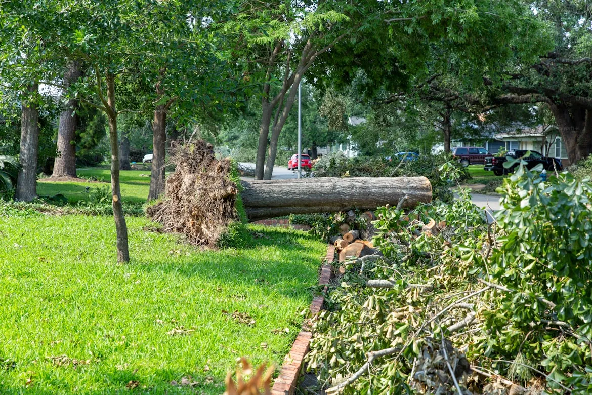 fallen tree on a residential property
