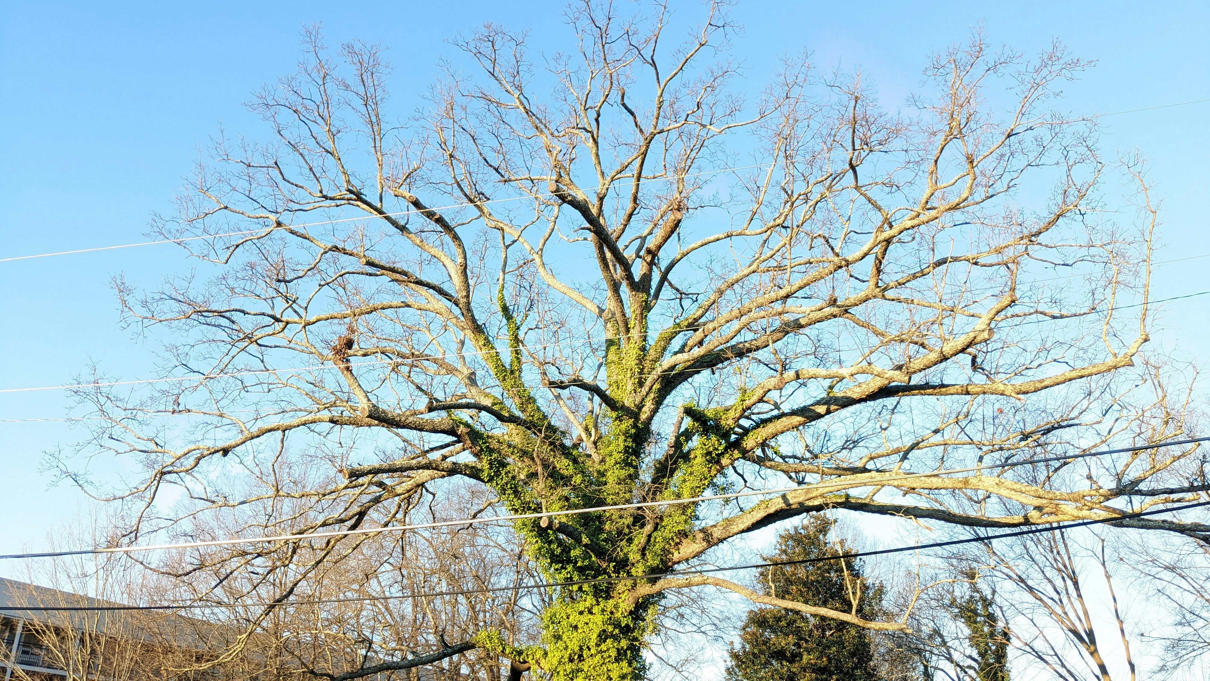 Common Signs Your Trees Need Professional Attention