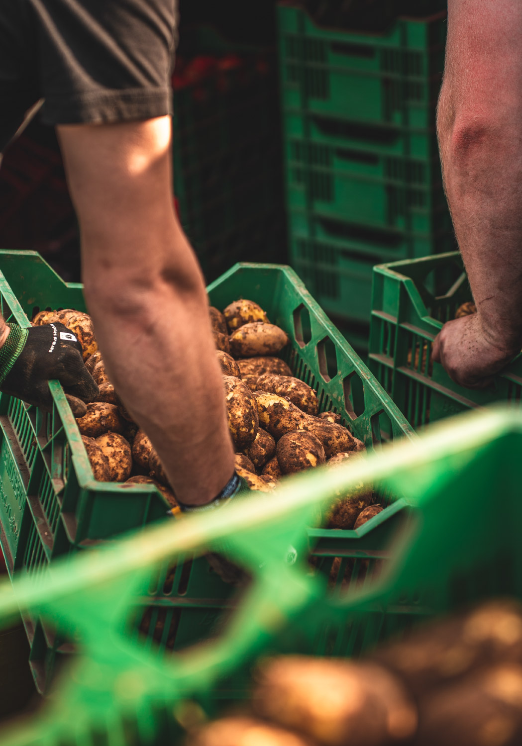 Die Arme von zwei männlichen Personen die mehrere Kisten gefüllt mit Kartoffeln verladen.
