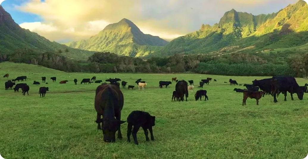 The Kaʻaʻawa Herd