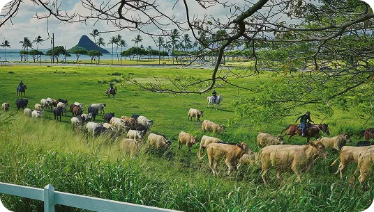 The Hakipuʻu Herd