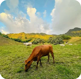 The Hakipuʻu Herd
