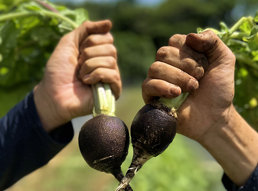 Root Crops &  Market-Garden Vegetables
