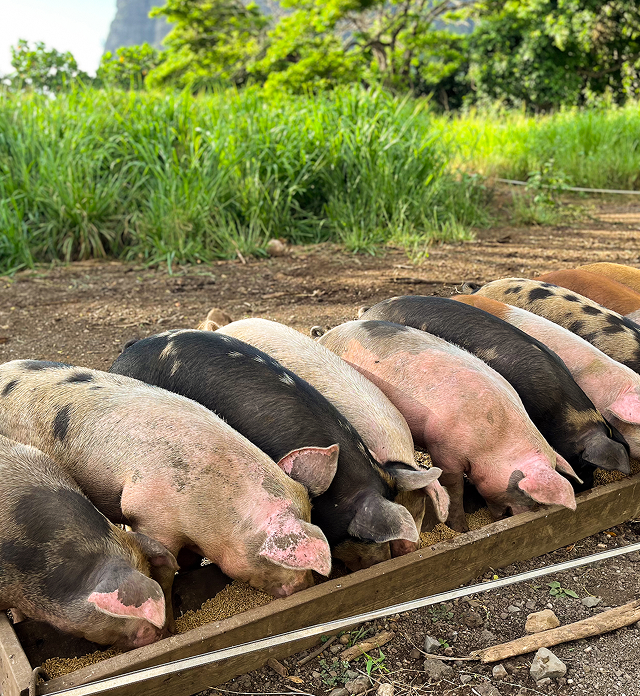 Pasture-Raised Pork