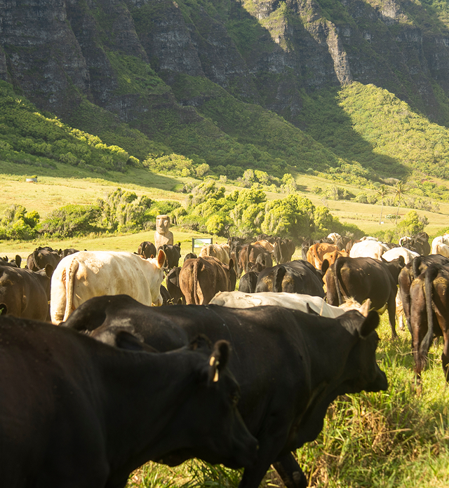 Grass-Fed,  Grass-Finished Beef