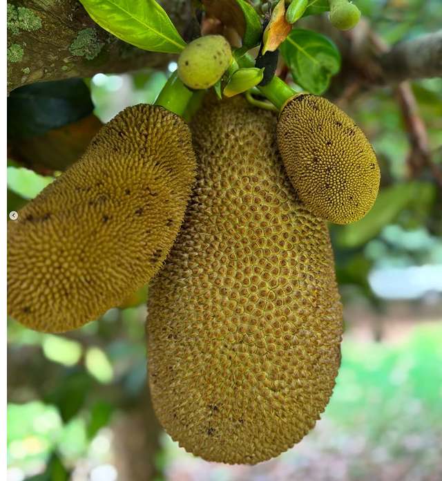 Orchard & Tropical Fruit Production
