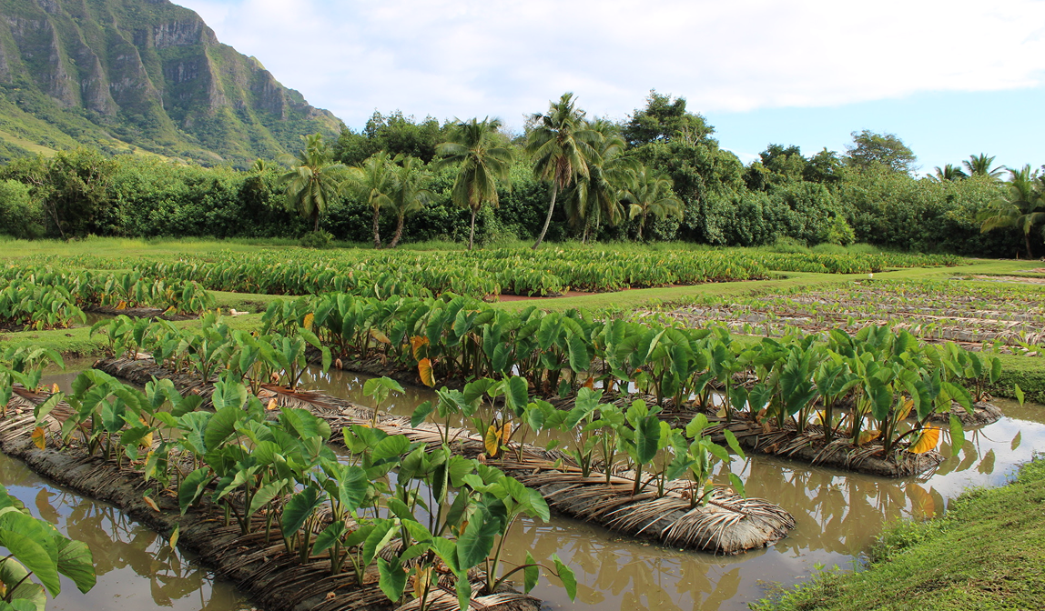 Root Crops &  Market-Garden Vegetables