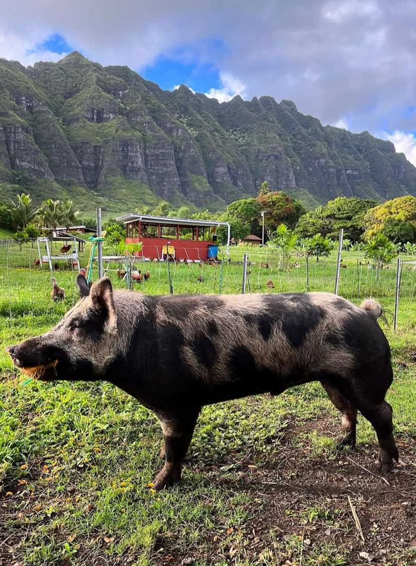 Pasture-Raised Pork