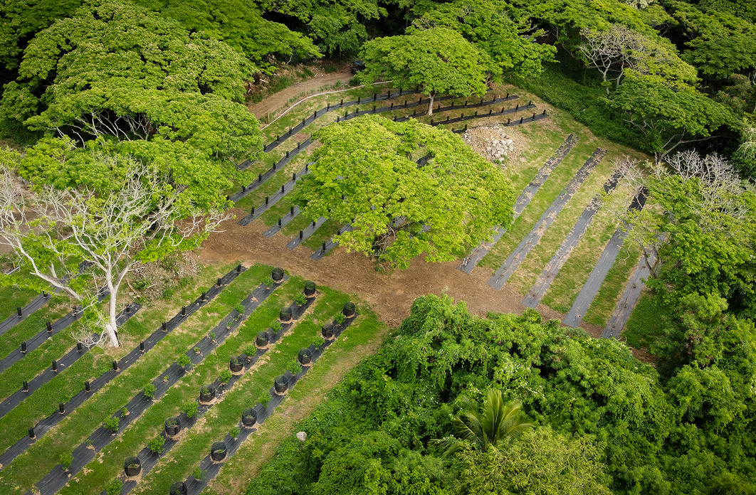 Orchard & Tropical Fruit Production
