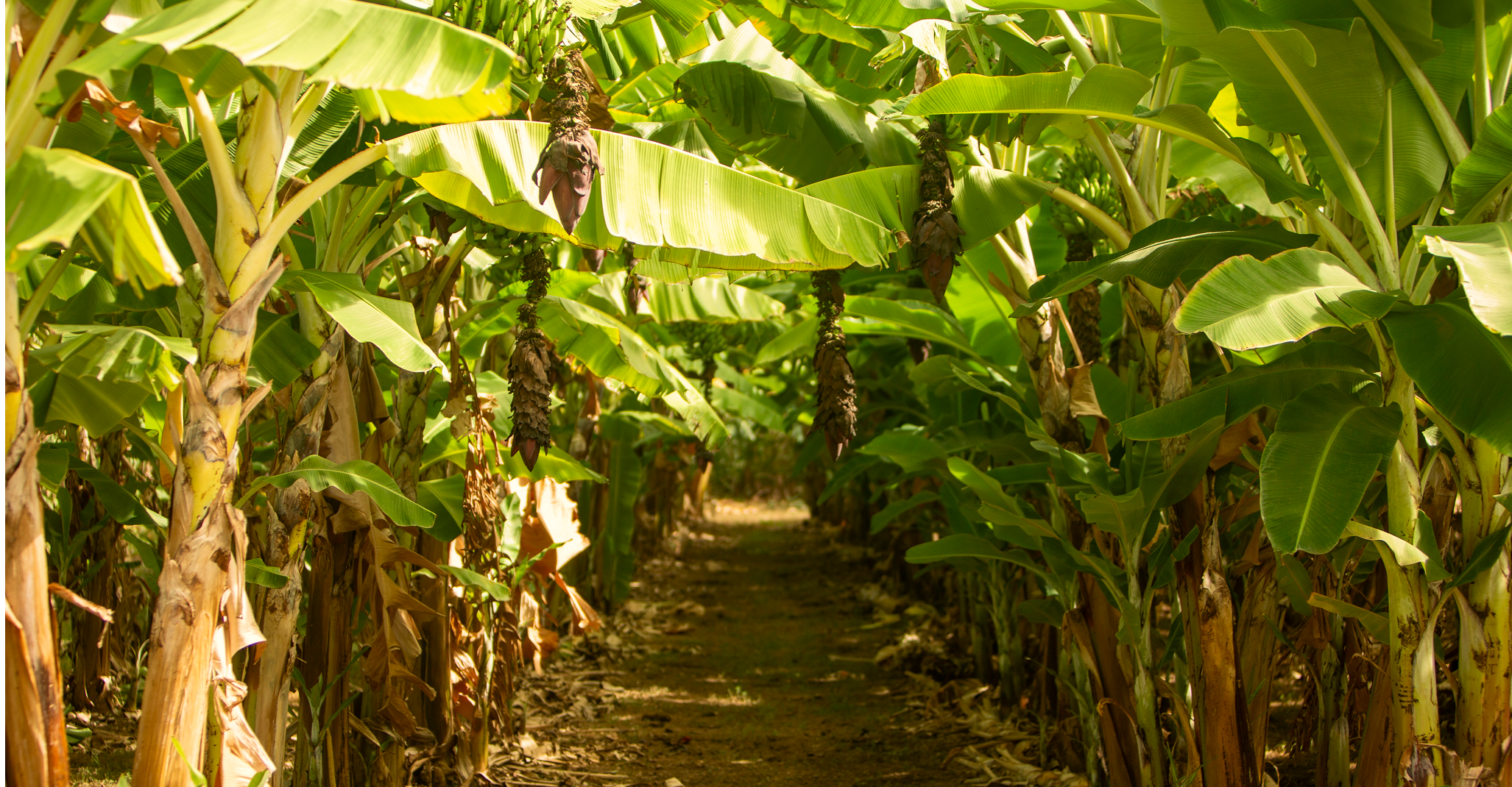 Expanding Local Food Security