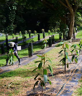 A Site in Progress