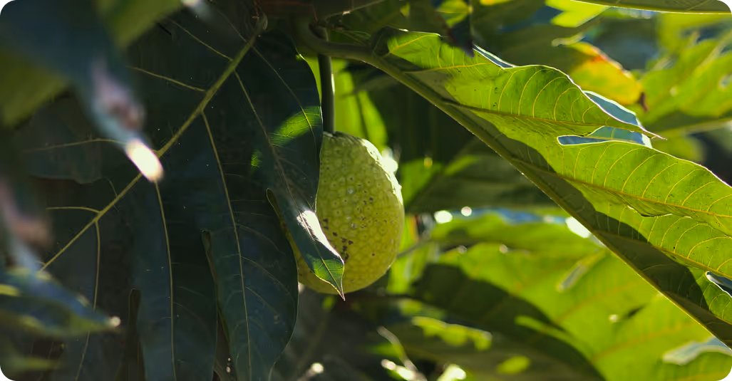 Expanding Local Food Security